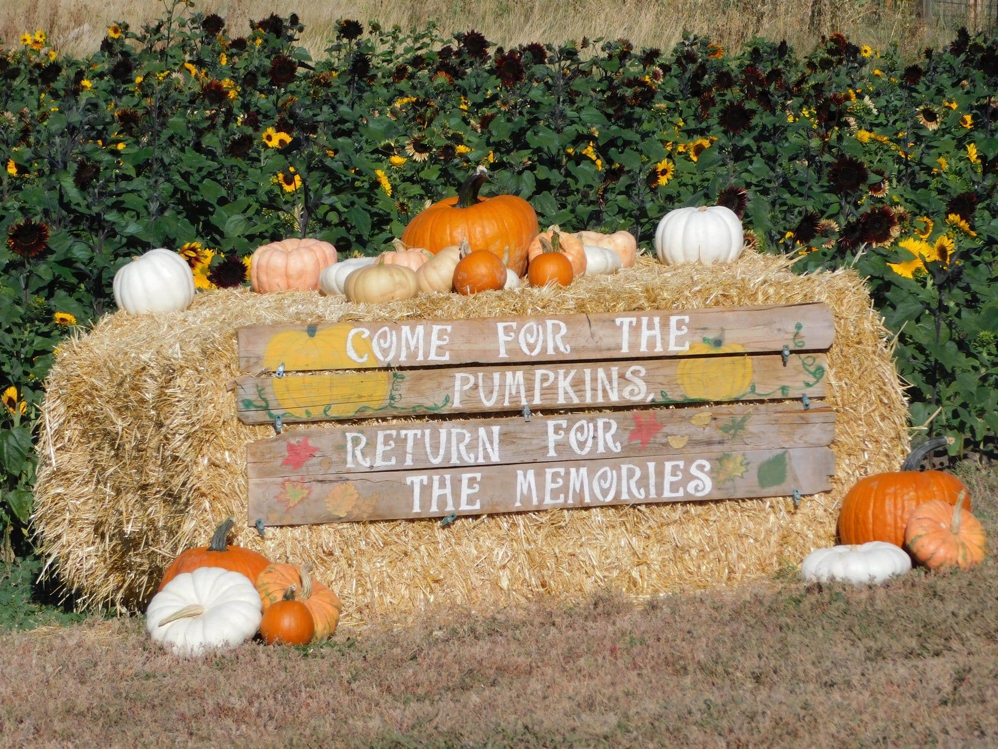 A hand-painted board on a straw bale reading Come for the pumpkins, return for the memories