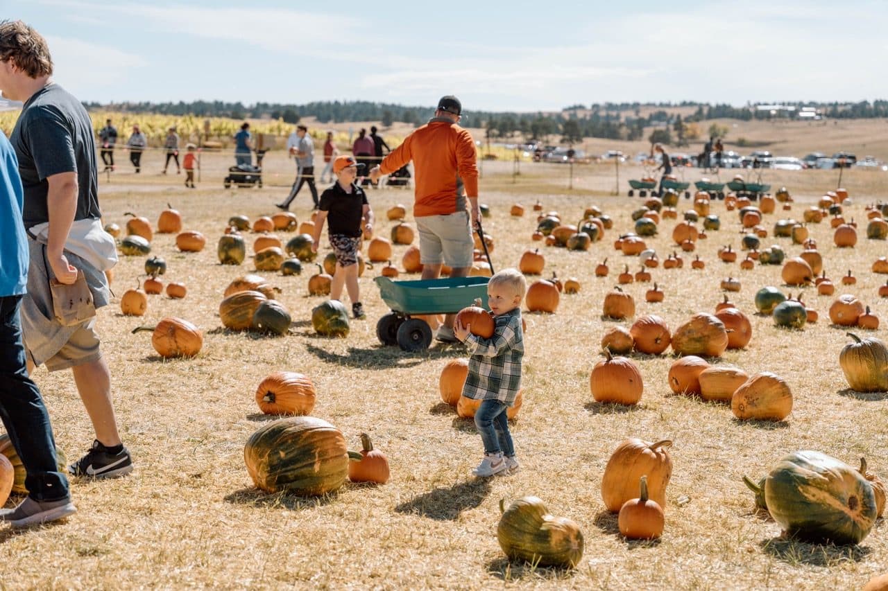 A toddler carrying a pumpkin across the field with the wagons behind