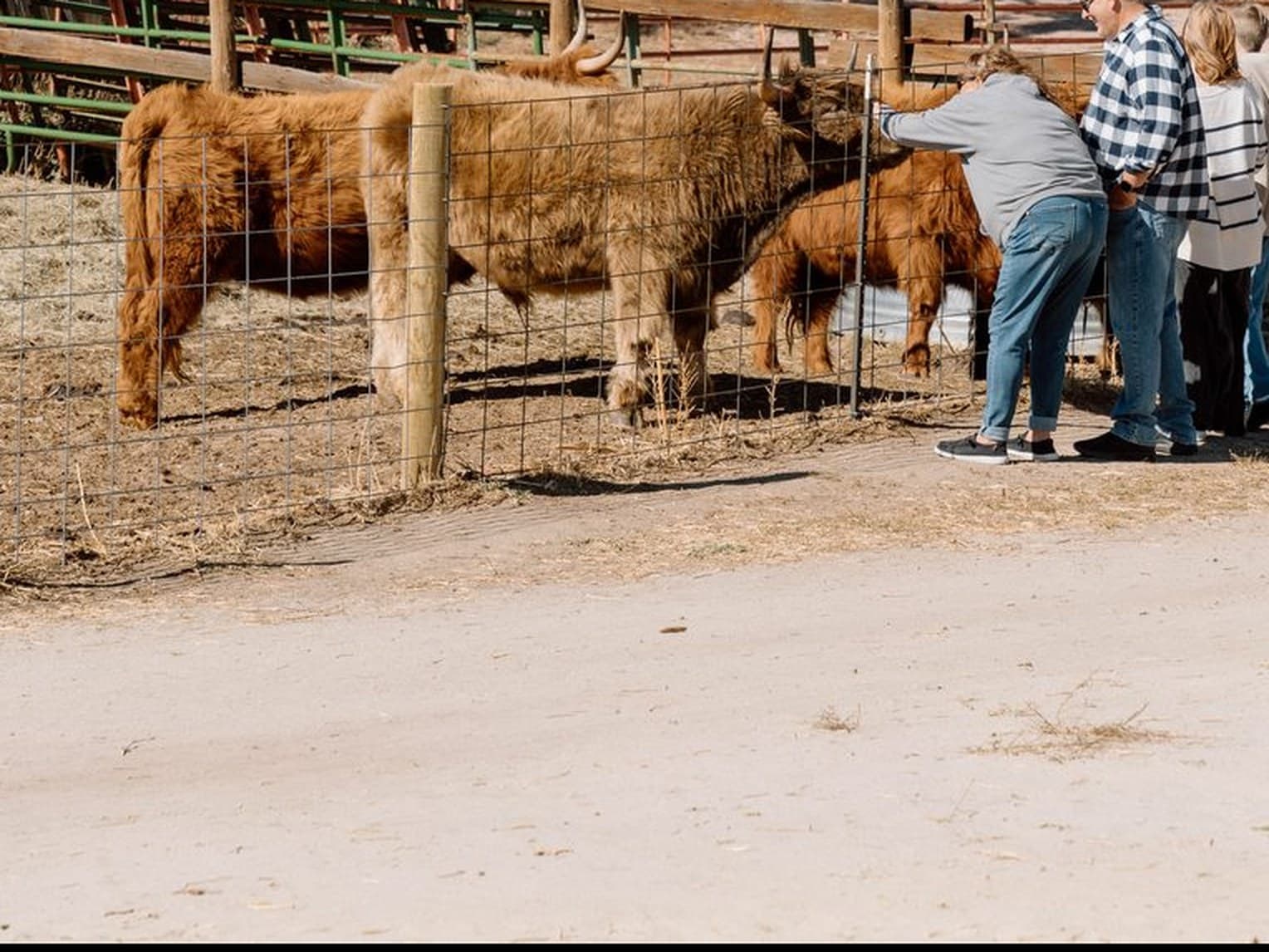 The Highland herd