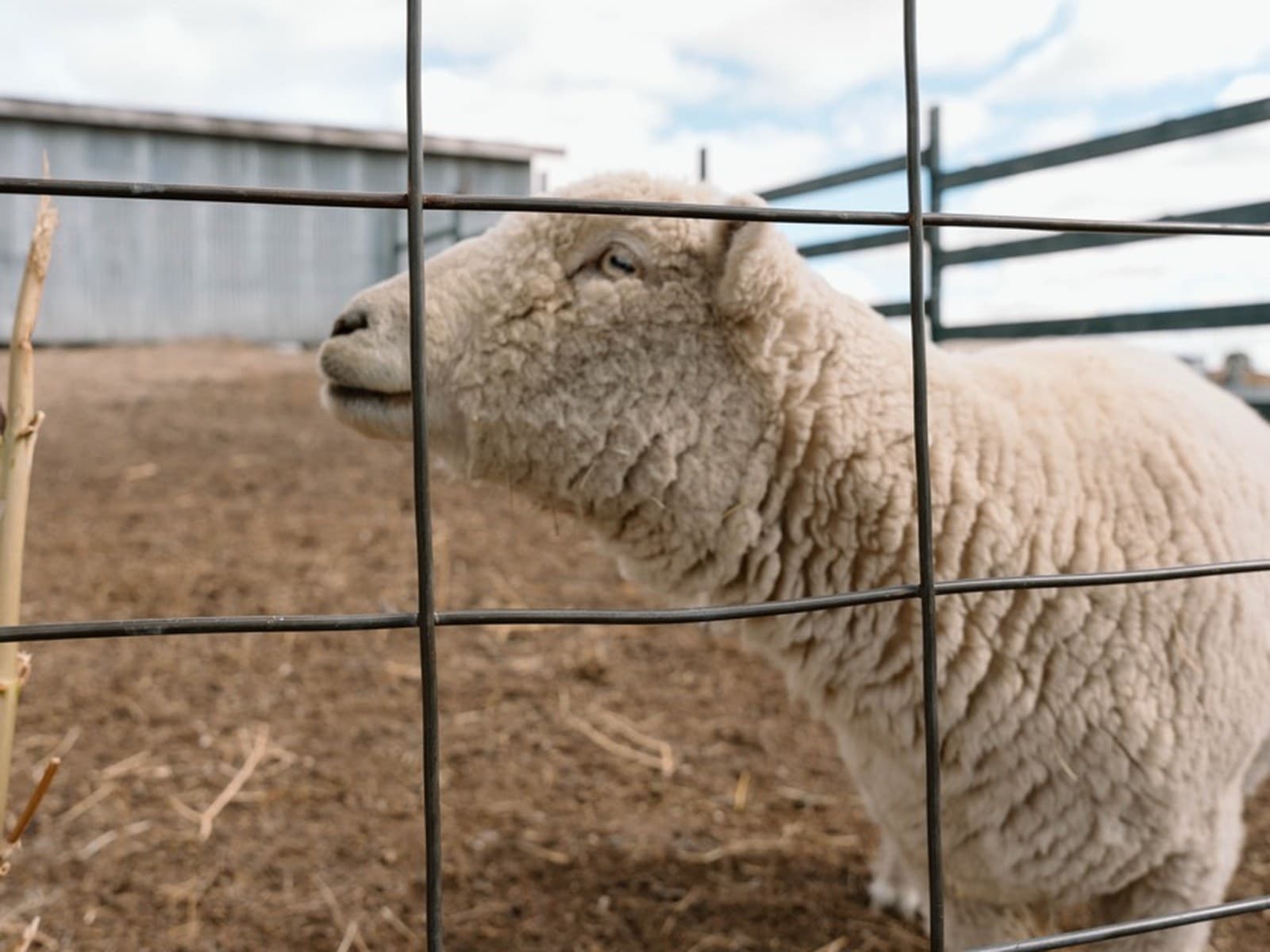 Farm Friends Barnyard