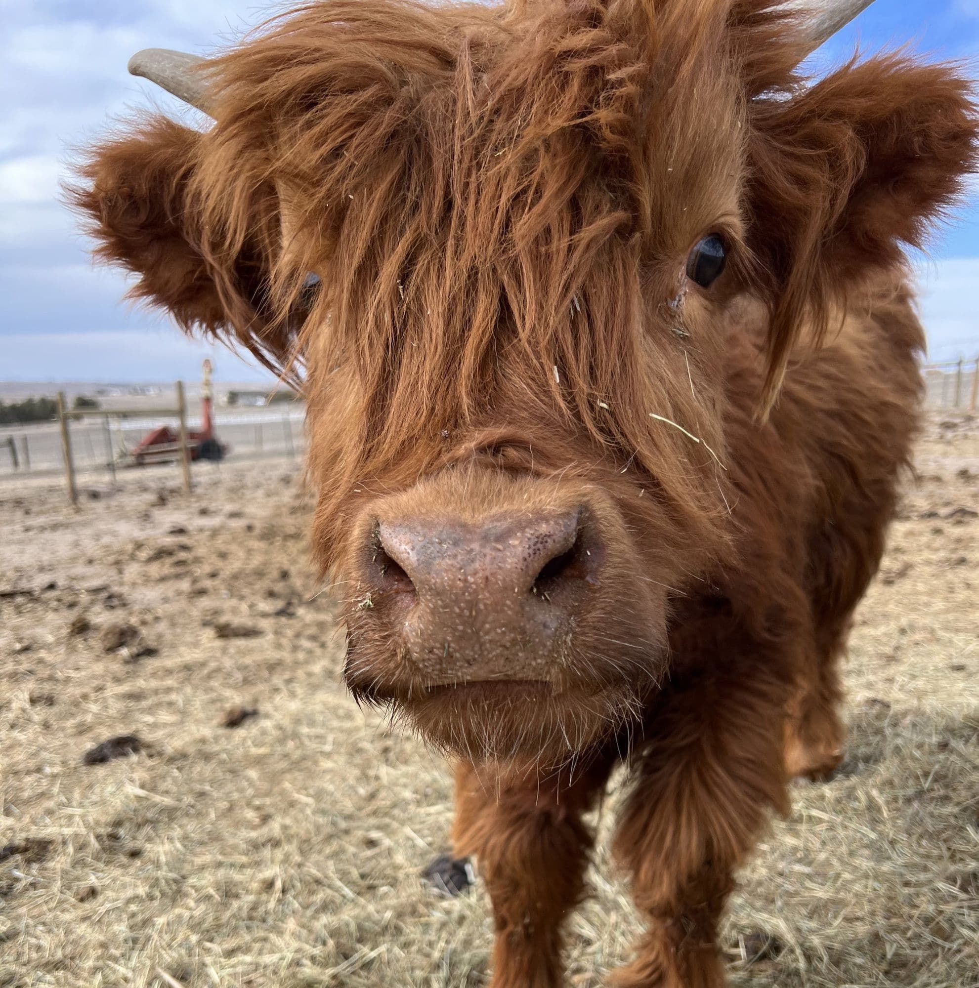 Cow Cuddling with Merida
