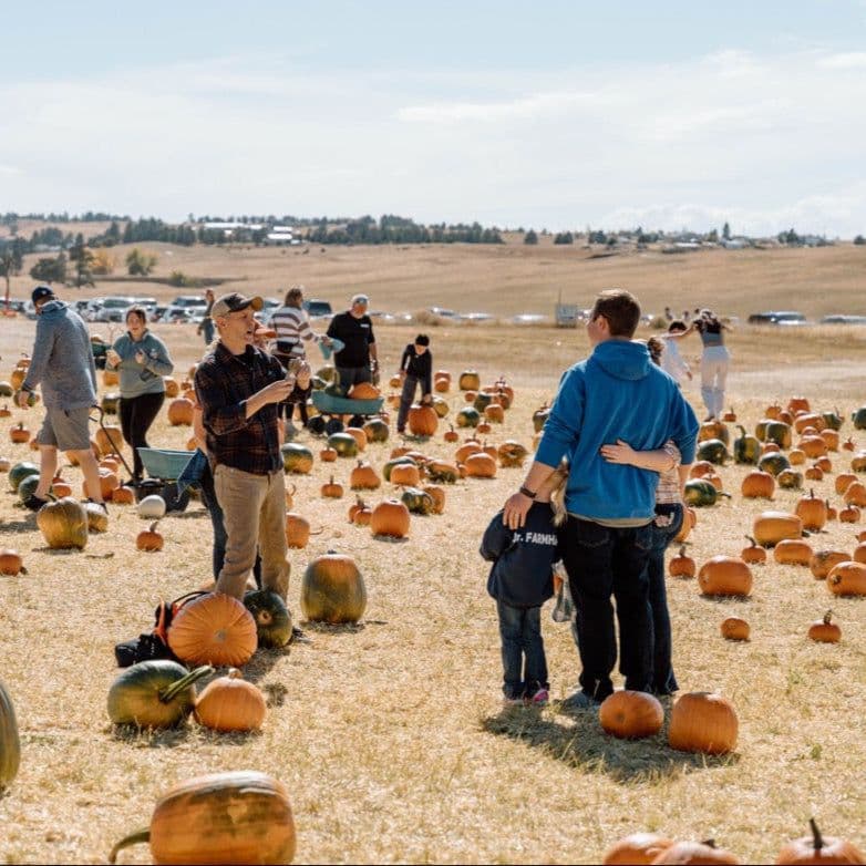 Families out picking pumpkins in the field