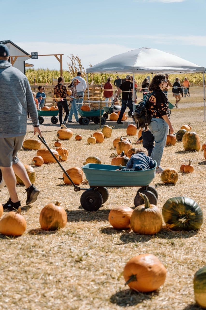Pick Your Own Pumpkin